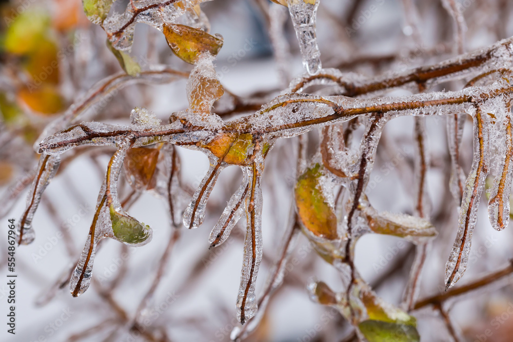 Naklejka premium Spiraea branch covered with ice after freezing rain, close-up