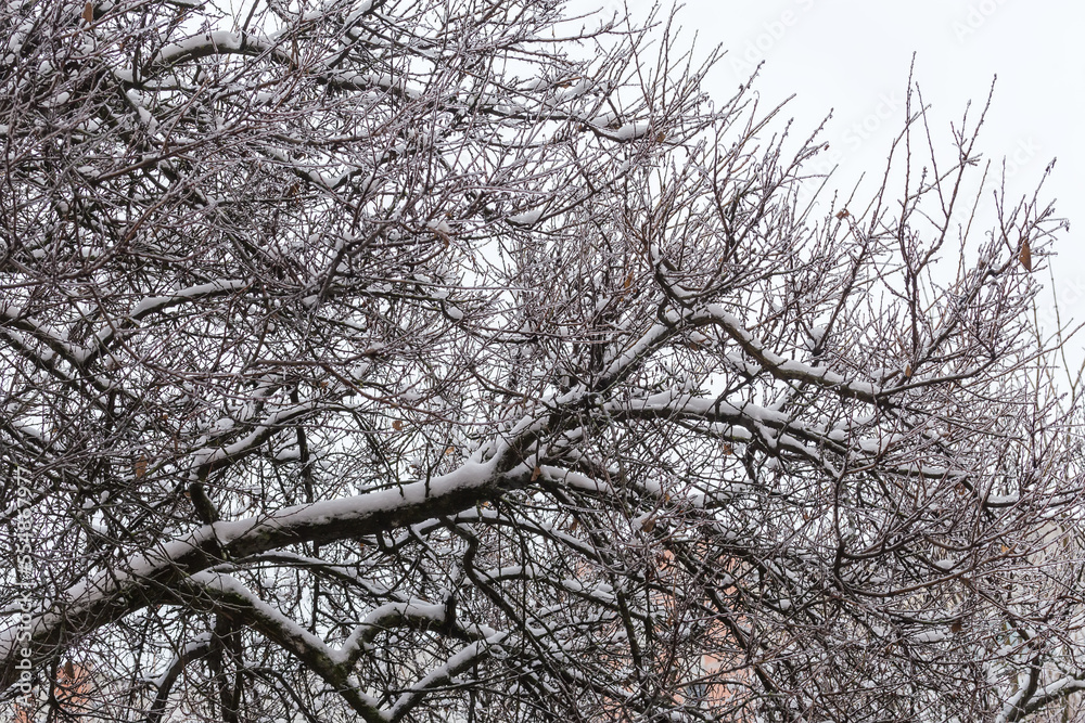 Tree branches covered with snow and ice glaze Tree branches covered with snow and ice glaze