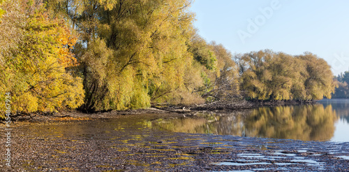 Wallpaper Mural Shallowed pond with willows on shore, fallen trees on bottom Torontodigital.ca