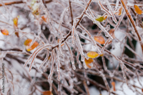 Spiraea branch covered with ice after freezing rain, close-up