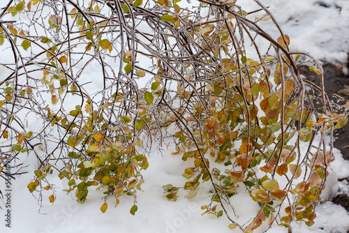 Spiraea branches covered with ice glaze after freezing rain