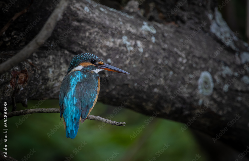Fototapeta premium Common Kingfisher on the branch tree.