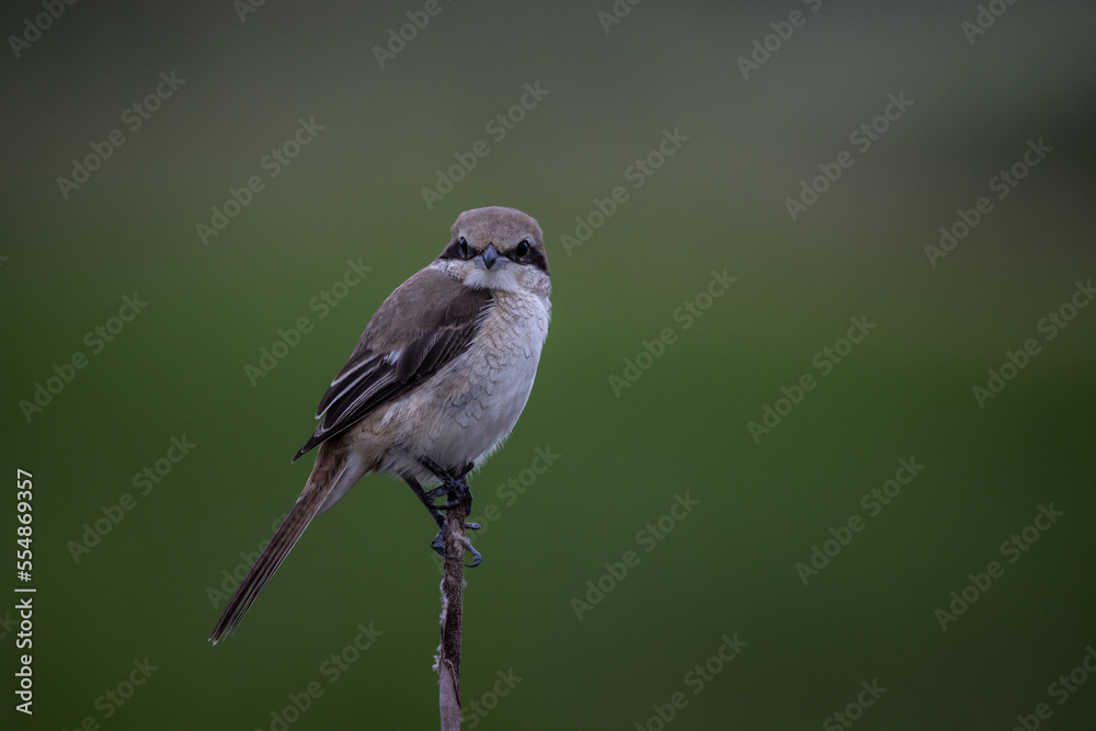 Brown shrike on dry branch (Animal Portrait) Brown shrike on dry branch (Animal Portrait)