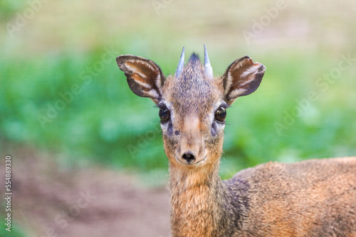 Portrait of a Kirk's dik-dik. Animal close-up. Small antelope species. Madoqua kirkii.
 photo