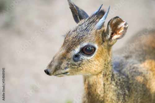 Portrait of a Kirk's dik-dik. Animal close-up. Small antelope species. Madoqua kirkii.
 photo