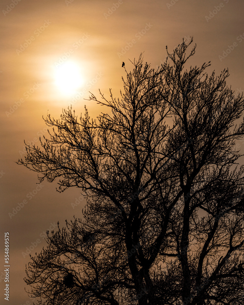 sun, tree and crow sun, tree and crow