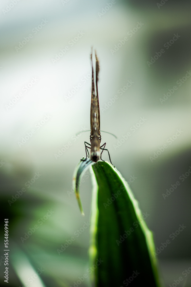 Fototapeta premium Schmetterling 