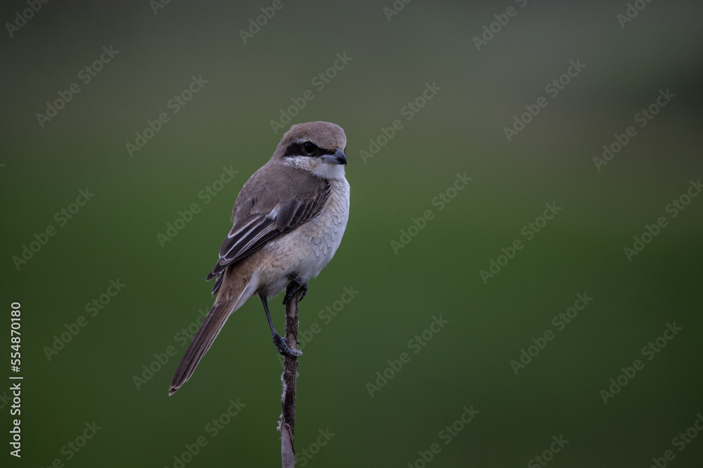 Brown shrike on dry branch (Animal Portrait) Brown shrike on dry branch (Animal Portrait)