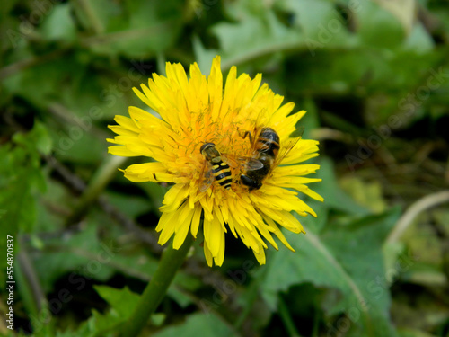 Back view of a bee on a blooming dandelion. With a blurred green colored background. High quality photo