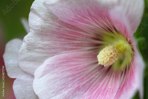 close up of pollen flower
