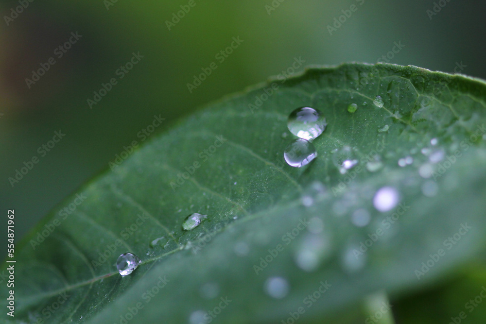 water drops on a leaf water drops on a leaf