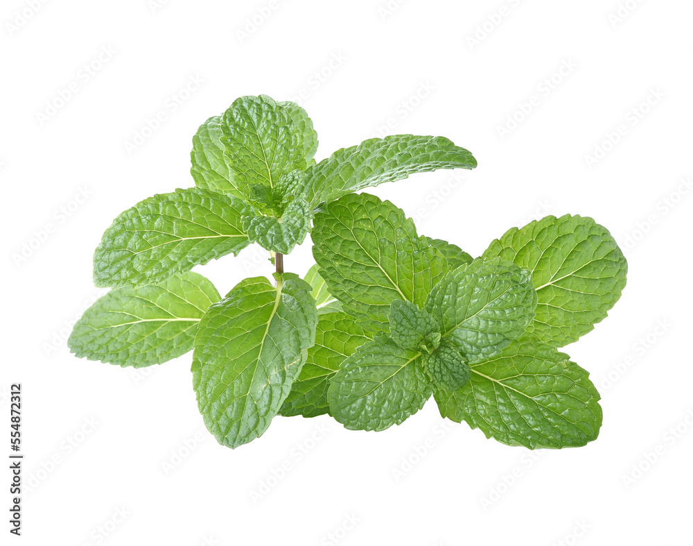 Mint leaves on transparent png Mint leaves on transparent png