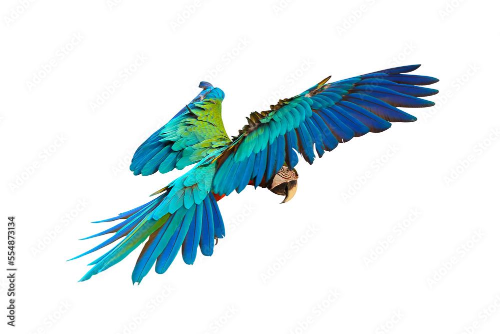 Obraz premium Colorful Harlequin macaw flying isolated on transparent background png file 