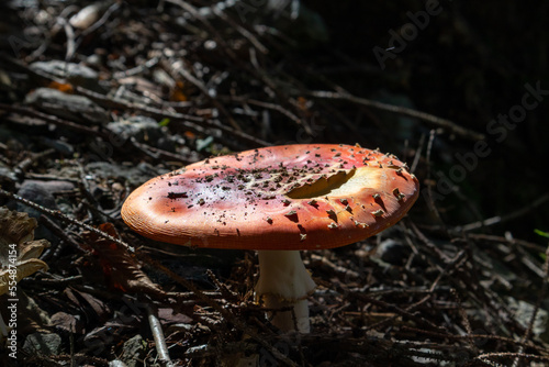 Poisonous mushroom in the middle of the forest. photo