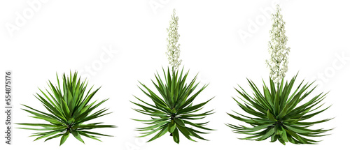 Tropic plants white flower shapes isolated transparent backgrounds 3d rendering