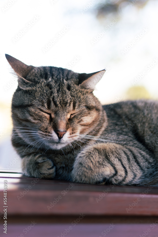 A striped cat sleeps on a bench with his paws under him.