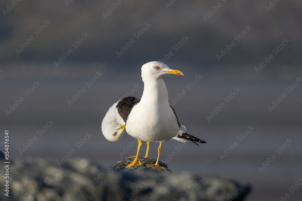 Large dark-blacked gull, Northern Norway,scandinavia,Europe