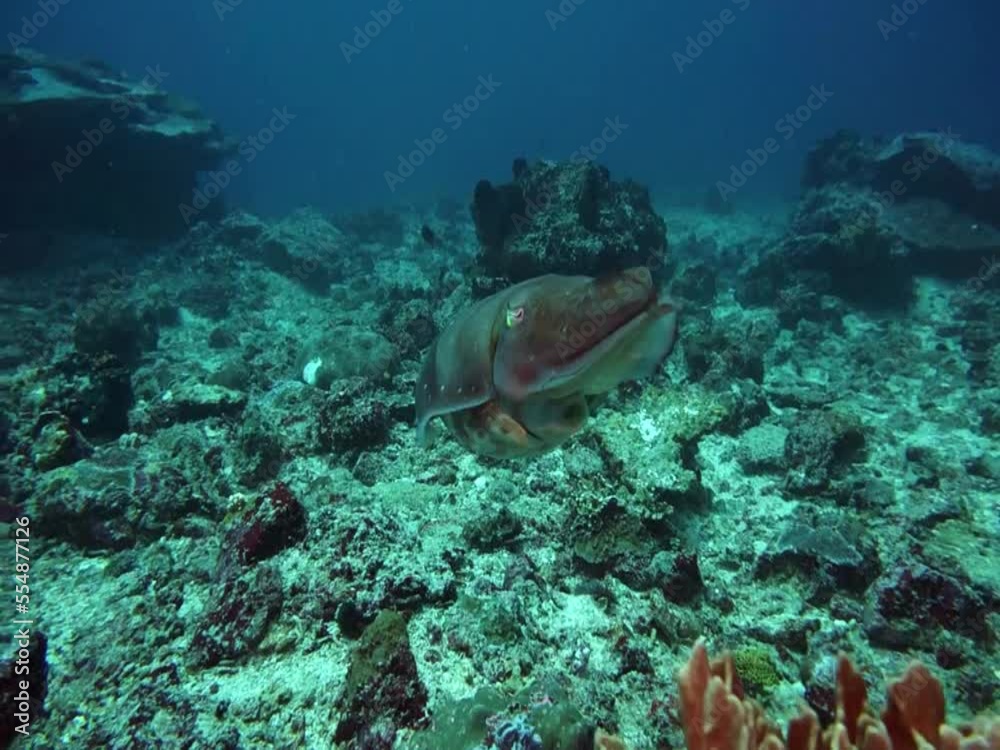 Cuttlefish during hunting. Cephalopods are marine animals. Cuttlefish during hunting. Cephalopods are marine animals.