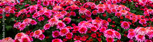 Panorama of Pink Chrysanthemum Flower in The Garden