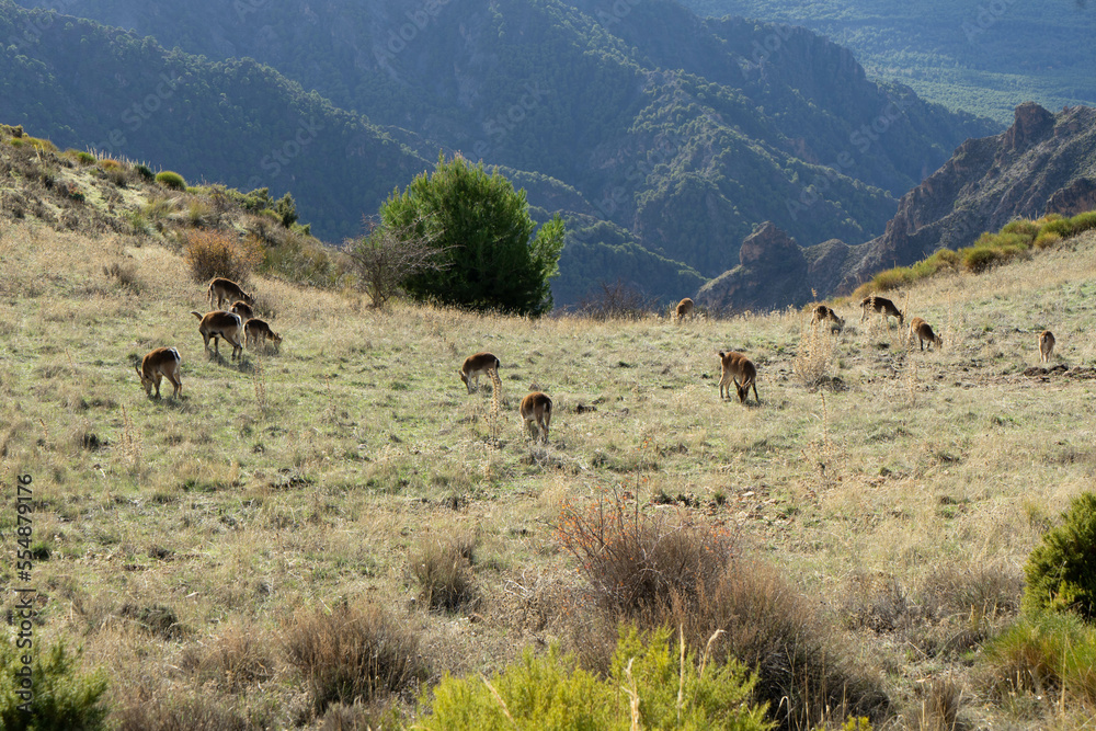 Fototapeta premium Cabras de monte en Sierra Nevada