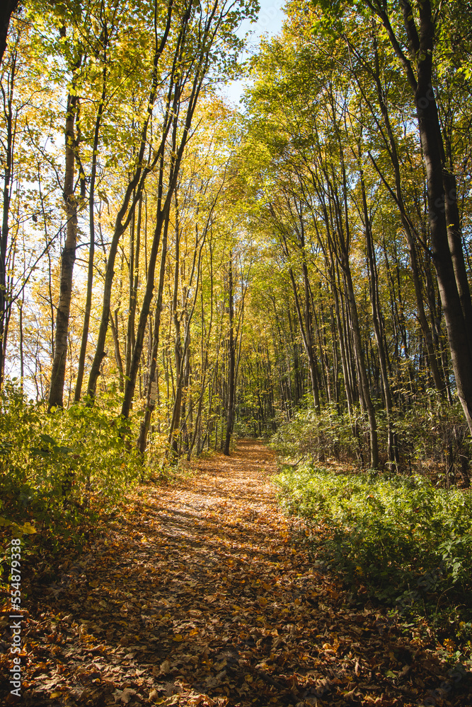 Sunset illuminates a forest path and surrounding colourful trees with autumn leaves in a park near Ostrava, Czech republic Sunset illuminates a forest path and surrounding colourful trees with autumn leaves in a park near Ostrava, Czech republic