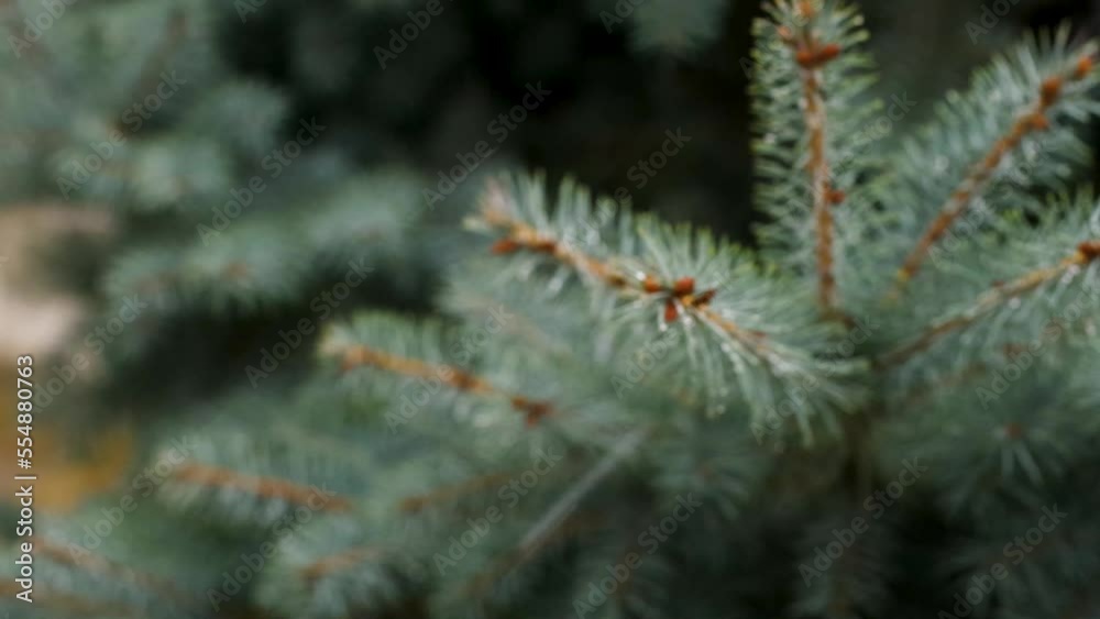 Snow falling on christmas tree outdoors in snowy cloudy day, zoom in, defocused Snow falling on christmas tree outdoors in snowy cloudy day, zoom in, defocused