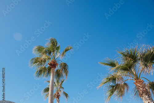 Large palm trees on a blue background. Tall palm trees on a blue sky.