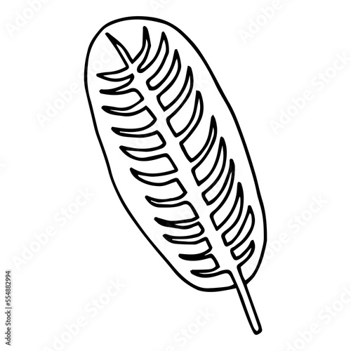 Banana fruit tropical leaf hand drawn sketch. Exotic palm tree icon. Realistic vector illustration isolated on white background. Black ink line handdrawn art. For temporary tattoo, t shirt print