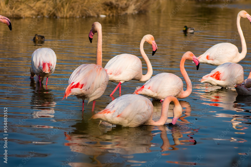 Group of flamingos eating in a lake