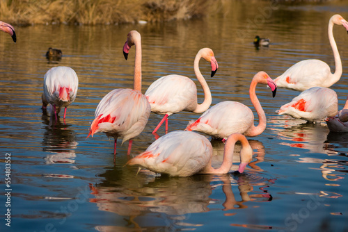 Group of flamingos eating in a lake