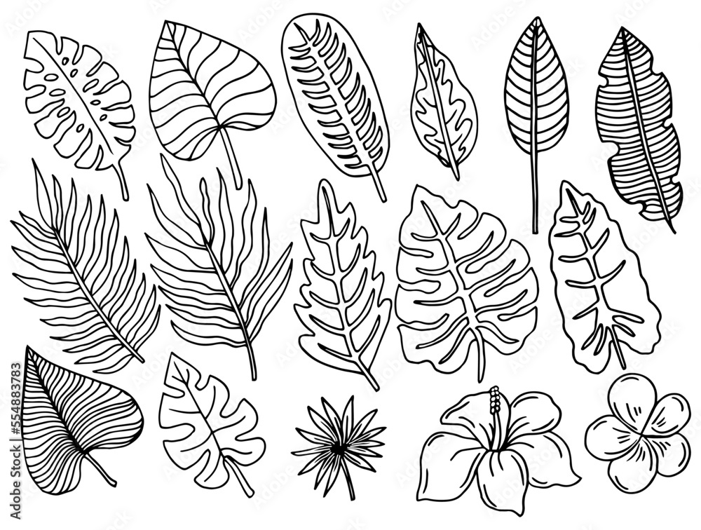 Collection of tropical leaves. Hand drawn illustrations of palm and monstera leaves. Vector isolated icons.
