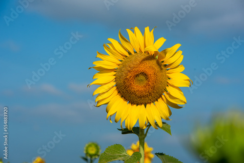 sunflower on a field