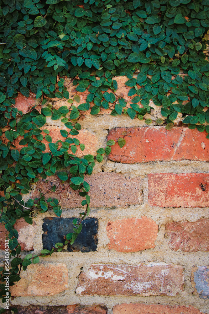 Green vine and worn brick with copy space.
