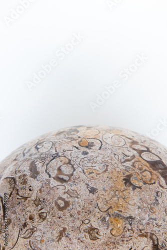 Multiple fossils embedded in polished stone on white backgroun with negative space for copy.