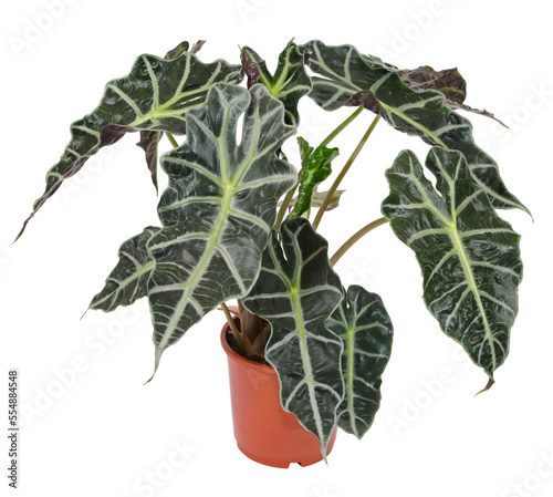 Alocasia polly	 photo