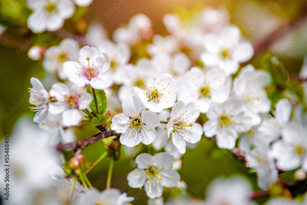 Cherry blossom branch in the garden in spring
