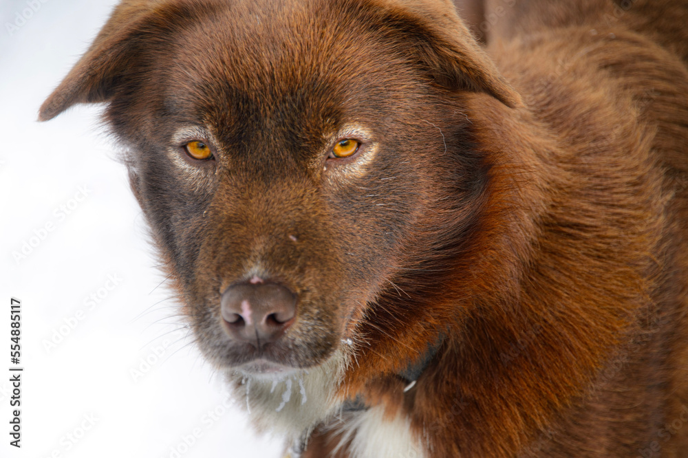 Fototapeta premium close up of a dog