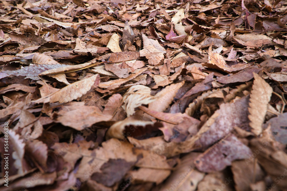 茶色く枯れて落ちて降り積もった落ち葉