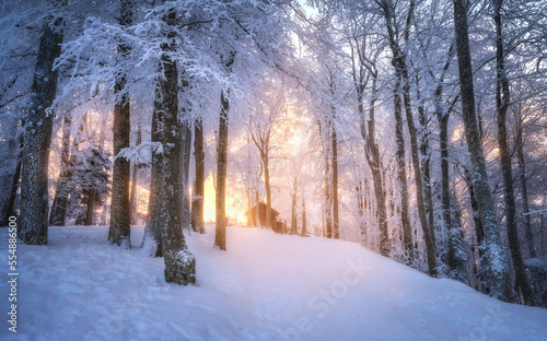 Snowy forest in amazing winter at sunset. Colorful landscape with trees in snow, trail, golden sunlight in evening. Snowfall in mountain woods. Wintry woodland. Snow covered forest and path. Nature