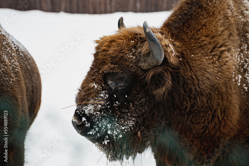 Wallpaper Mural European bison in the snow. Torontodigital.ca