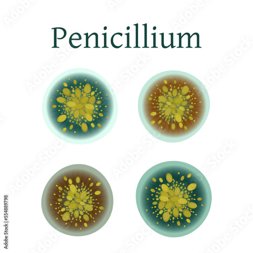 Penicillium mold vector illustration isolated on white background.