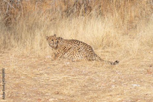 cheetah in the African savannah waiting for prey Namibia.