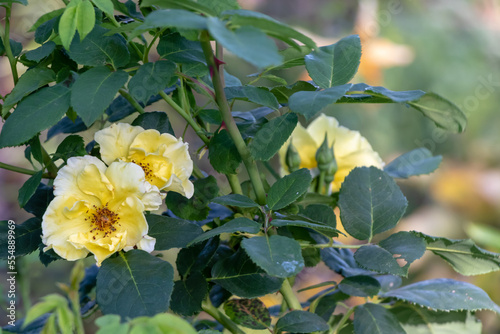 Yellow rose plant. White and yellow bloom, dark center with dark green leaves and stems. Blurred background