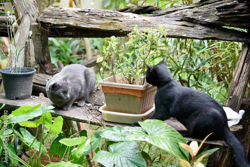 Fototapeta Naklejka Na Ścianę i Meble -  A black cat and a dark colored cat play on a wooden shelf in a shady green garden.
