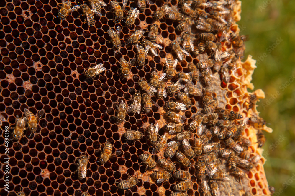 Working bees in a hive on honeycomb. Bees inside hive with sealed and open cells for their young.. Working bees in a hive on honeycomb. Bees inside hive with sealed and open cells for their young..