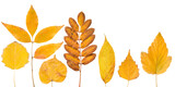 Yellow tree leaves isolated
