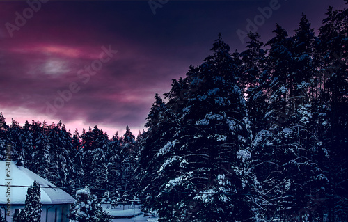 Amazing sunrise in the forest. Winter landscape at sunset with snow-covered pine trees in purple and pink tones. A fantastic colorful scene with a picturesque dramatic sky. Christmas winter background © Viktorya 