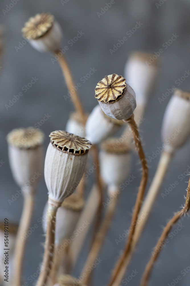 Dry poppy heads and stems without petals. Dried up. Gray mottled blurred background. Dry poppy heads and stems without petals. Dried up. Gray mottled blurred background.
