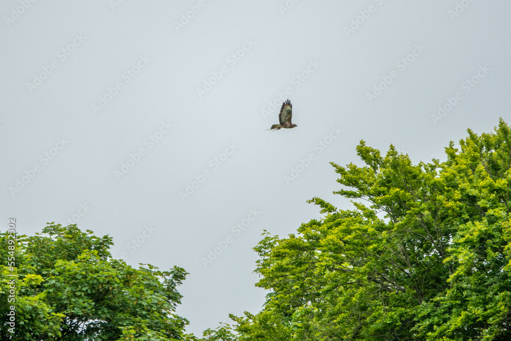 the common buzzard a medium to large bird of prey flying over trees with a grey cloudy sky in the background
