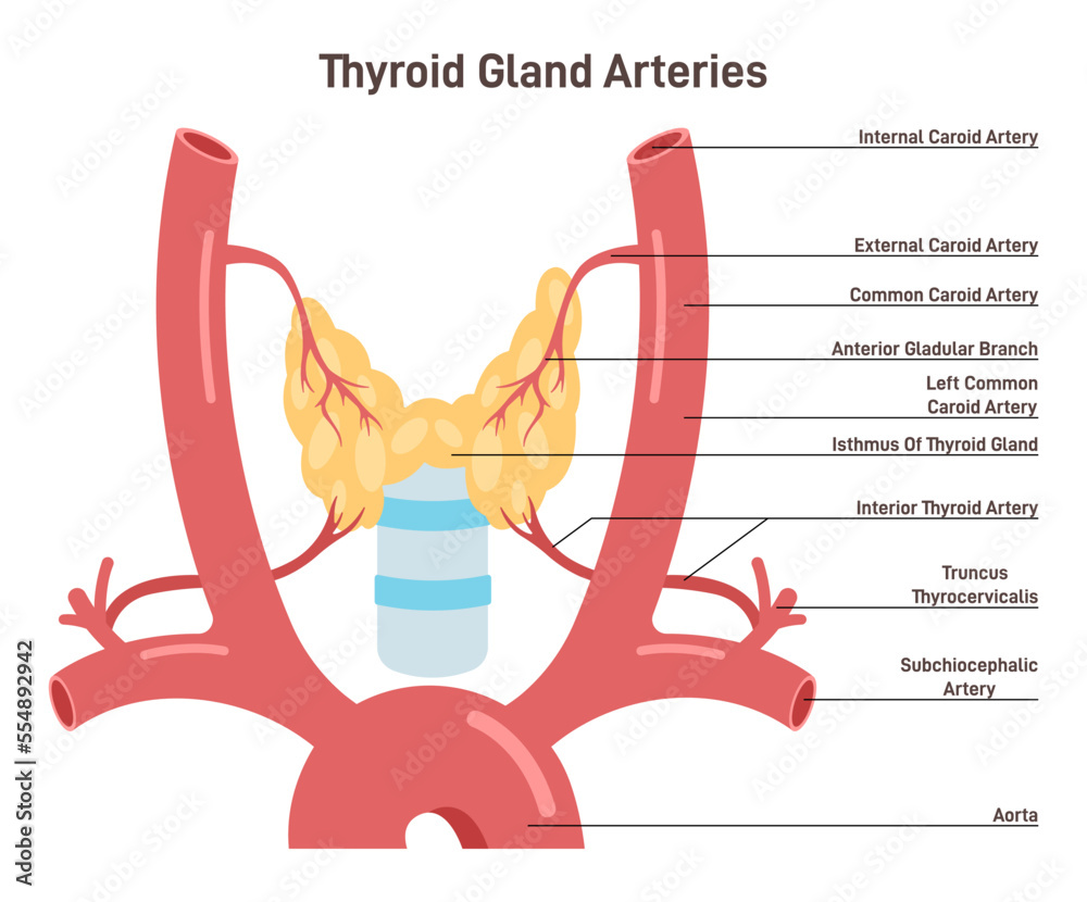 Thyroid Gland Arteries Endocrine System Organ Blood Supply Didactic 